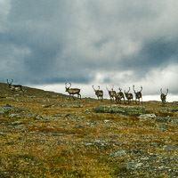 Naturstigen in Björkliden