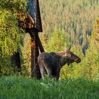 Das alte Bergdorf Kvikkjokk